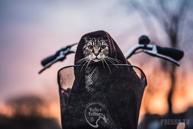 Кошки - любимицы Интернета в фотографиях Фелисити Берклиф