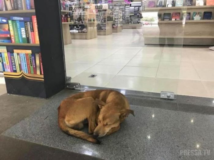 Бродячая собака похитила из книжного магазина книгу и изменила свою жизнь