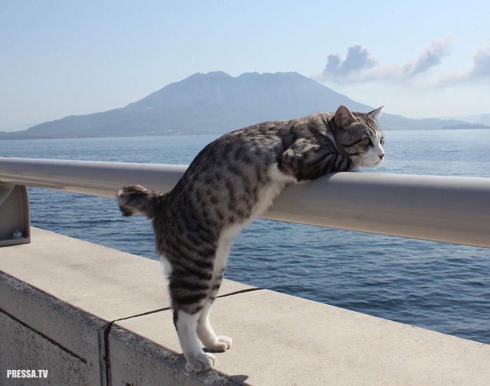 Японский котик путешествует по стране вместе с хозяином