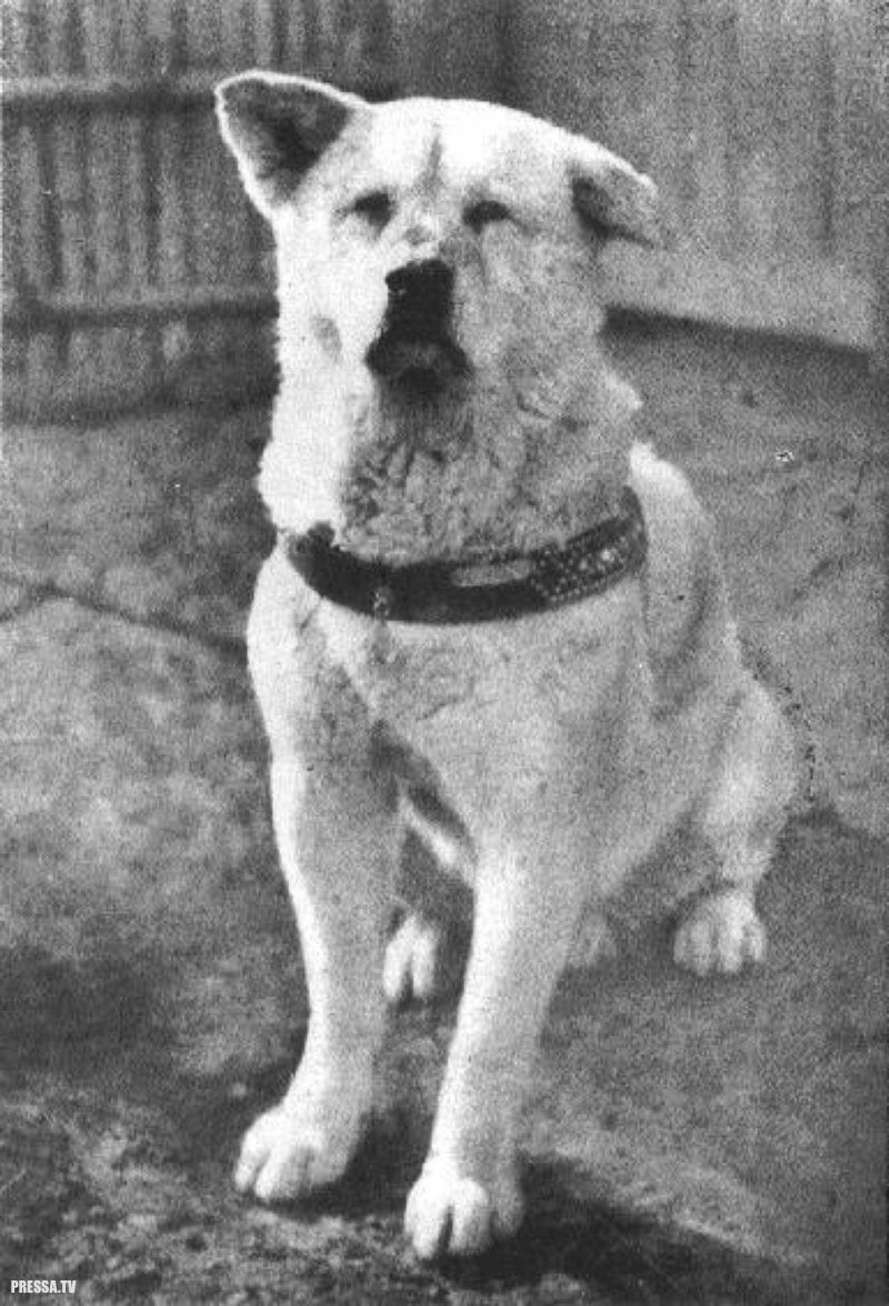 Хатико - самая верная собака в мире