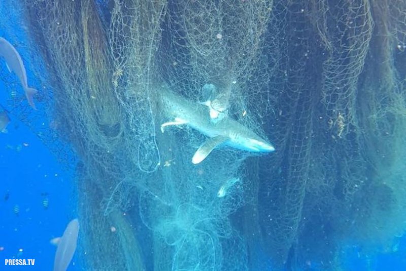 Рыбы и акулы попали в заброшенную сеть недалеко от Каймановых островов