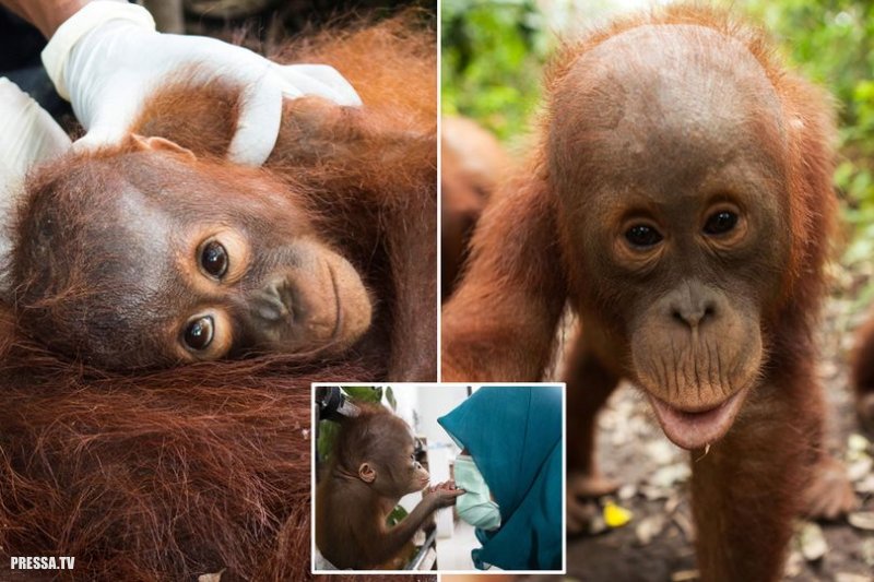 Орангутанги  Борнео под угрозой исчезновения