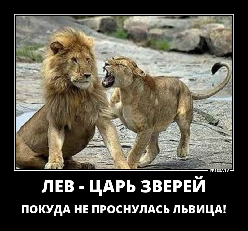 Можно считать что львы. Царь зверей. Лев прикол. Лев цитаты. Львов надпись.