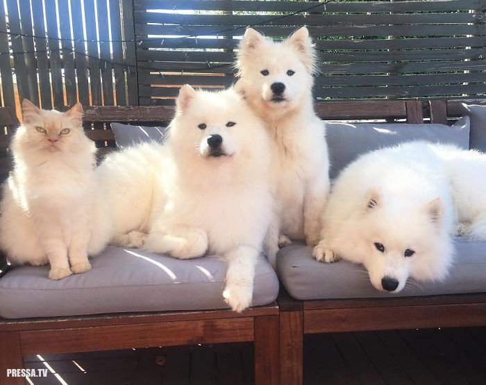 Пушистые белоснежные самоедские лайки - великолепные домашние собаки