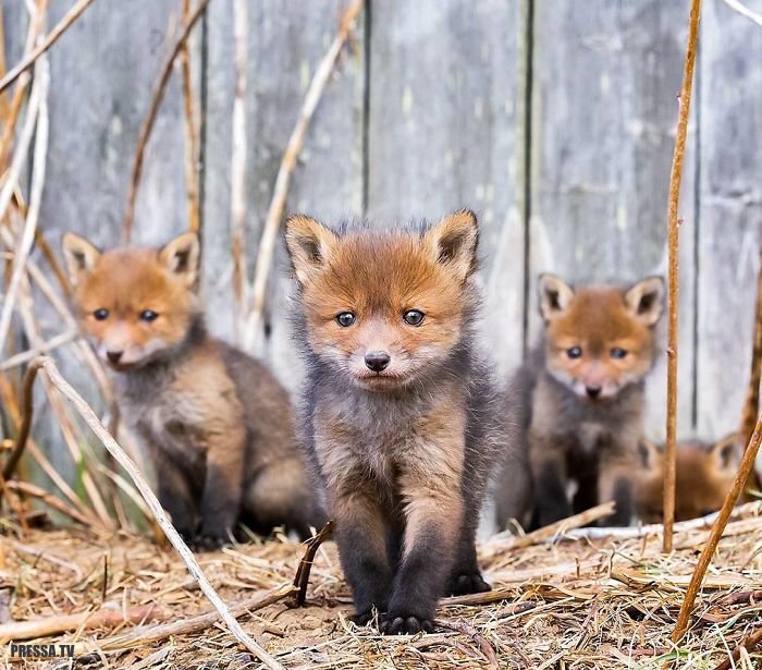 Дикие лисицы - лесные красавицы