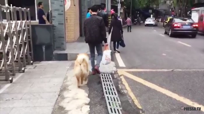 Половина собаки. Собака около вокзала. Собаки возле метро жирные. Собака наполовину Китай.