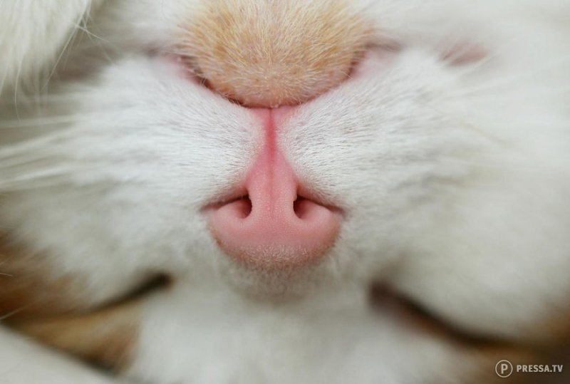 Очаровательные кошачьи носы