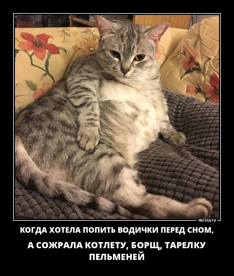 Фотографии Толстых Котов