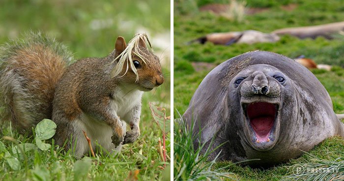 Забавные фотографии животных из дикой природы