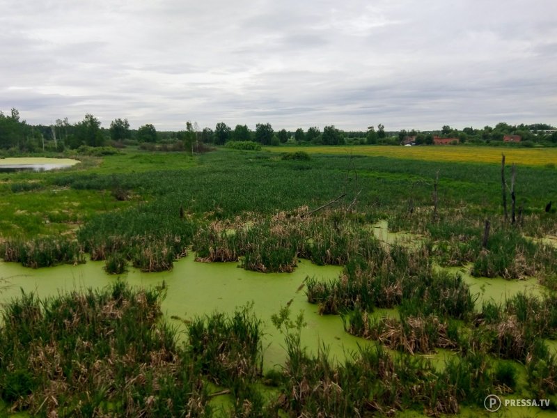 Красоты болота. Красота болота. Болото в Камышине. Модное место Болотное. Болото фото в зеленых оттенках.