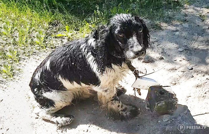 Женщина нашла у реки мокрую собаку с грузом на шее