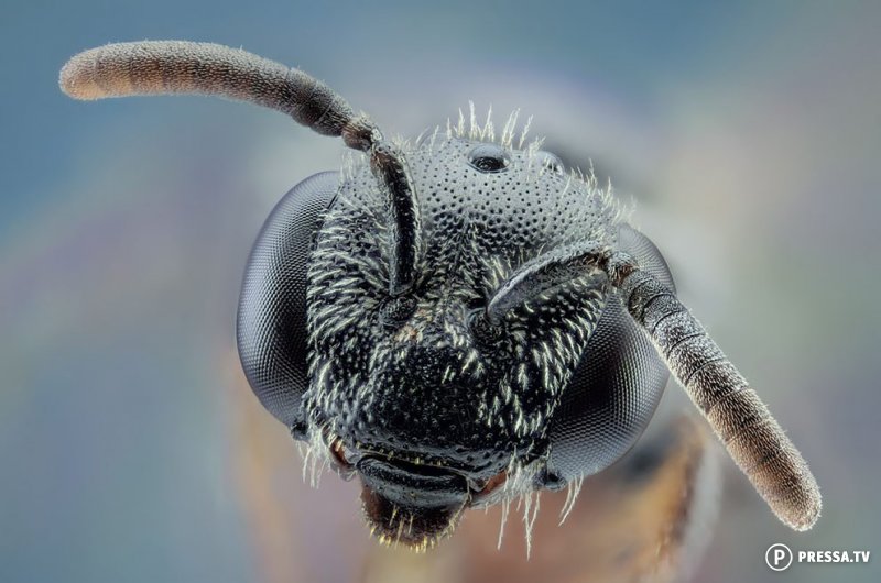 Удивительные макрофатографии - насекомые-монстры