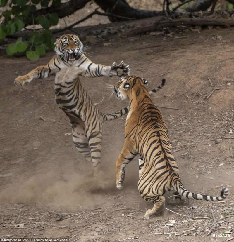Жестокая схватка тигрицы и тигра в индийском парке  Рантхамбор