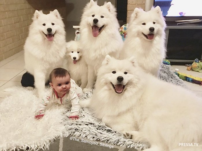 Два ребенка и четыре собаки в одной семье