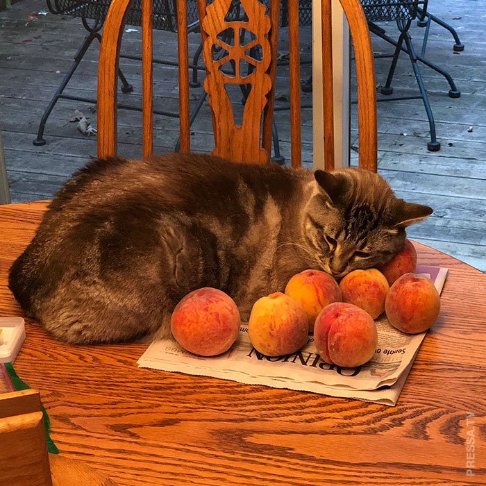 Очаровательный Оззи - любитель персиков