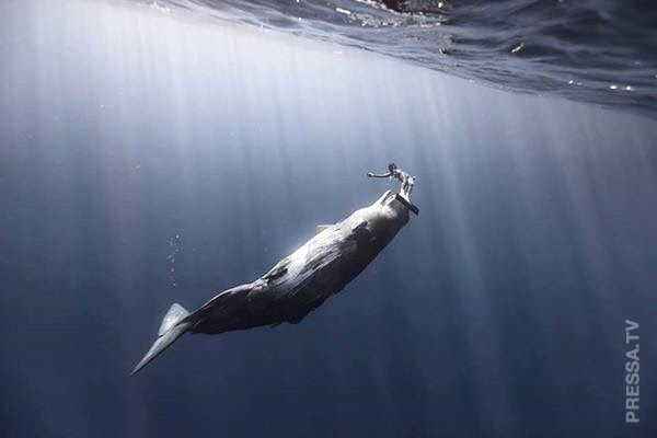 Великолепные подводные фотографии от Alex Voyer и Alex Roubaud