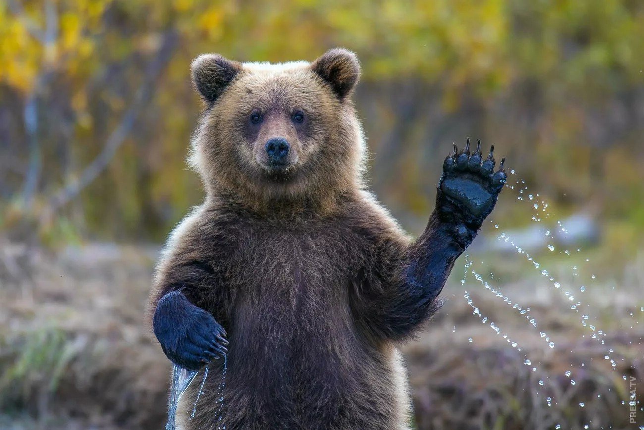 Прикольные фотографии на телефон