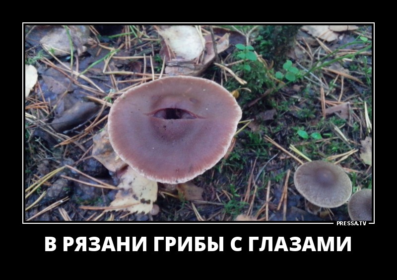 Есть грибы с глазами. У нас в Рязани грибы с глазами их едят а они глядят. Грибы с глазами их едят они глядят. В Рязани есть грибы с глазами. В Рязани грибы с глазами их едят.