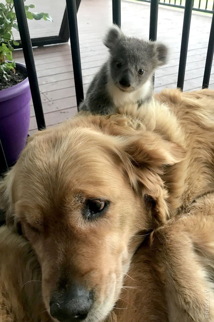 Золотистый ретривер Аша спасла маленькую коалу