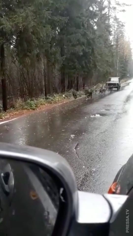 Бензин подорожал а ездить хочется