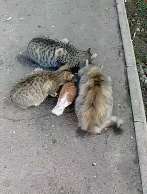 Наглый голубь пообедал с котами