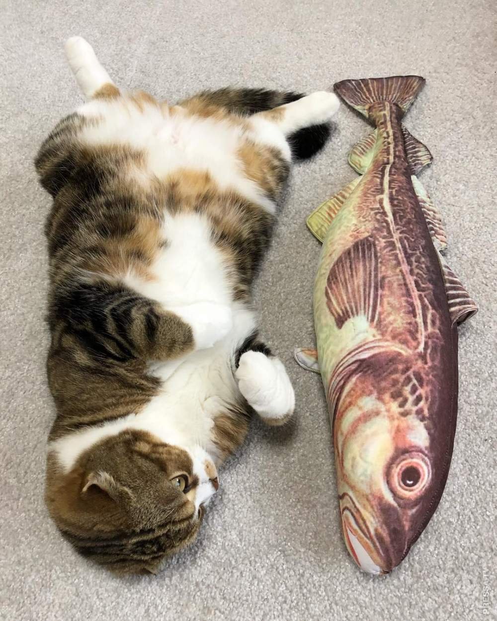 Котам рыбов. Кот с рыбой. Прикольные рыбки. Забавные рыбы. Прикольные коты.