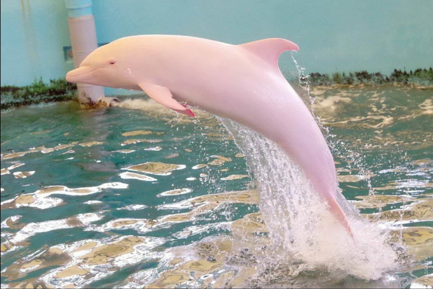 Дельфин живет в воде. Розовыми амазонскими речными дельфинами. Амазонский Речной Дельфин. Амазонский розовый Дельфин. Дельфин альбинос.