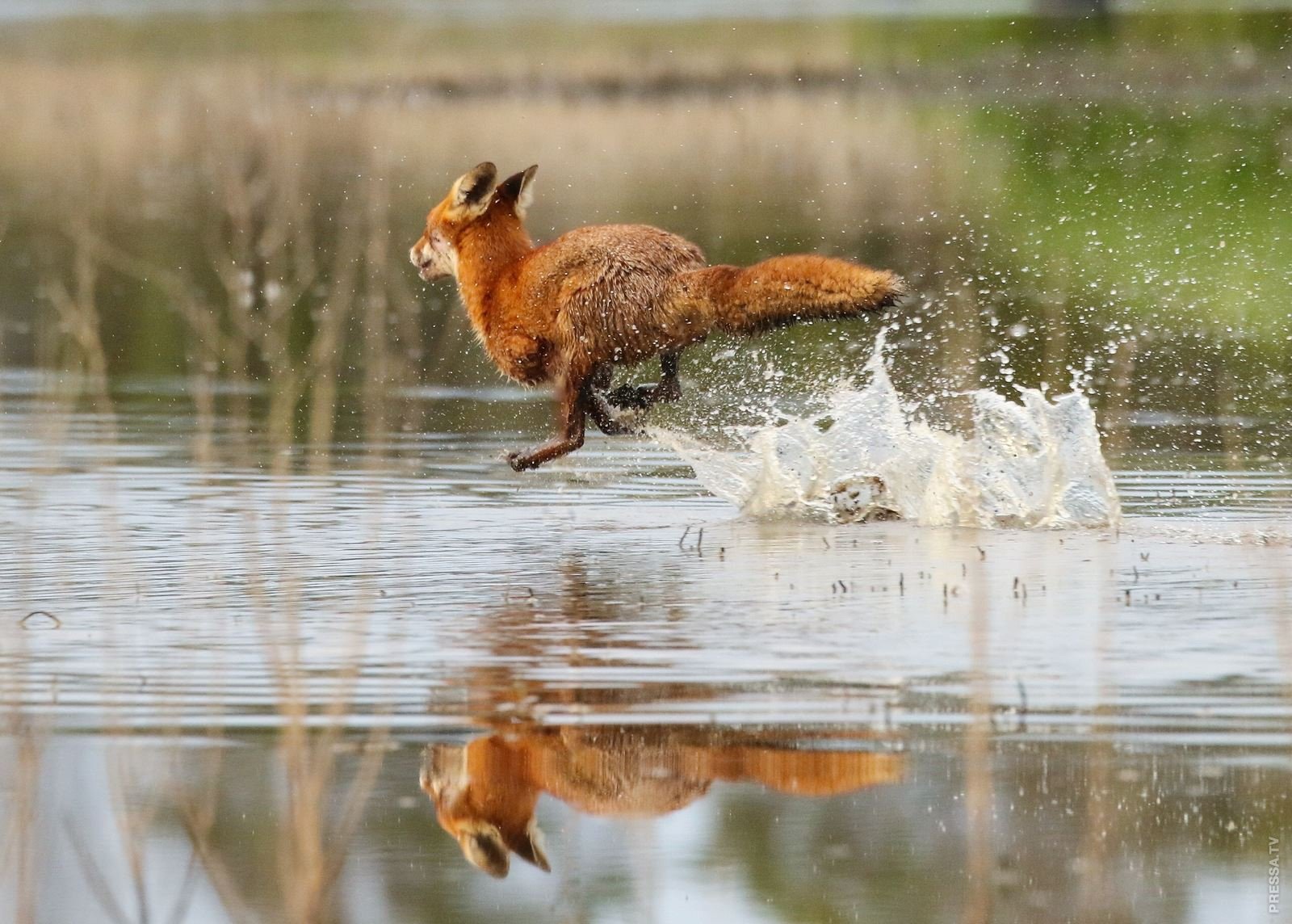 Fox on the run. Лиса убегает. Животные бегут. Лиса в прыжке. Лиса плавает.