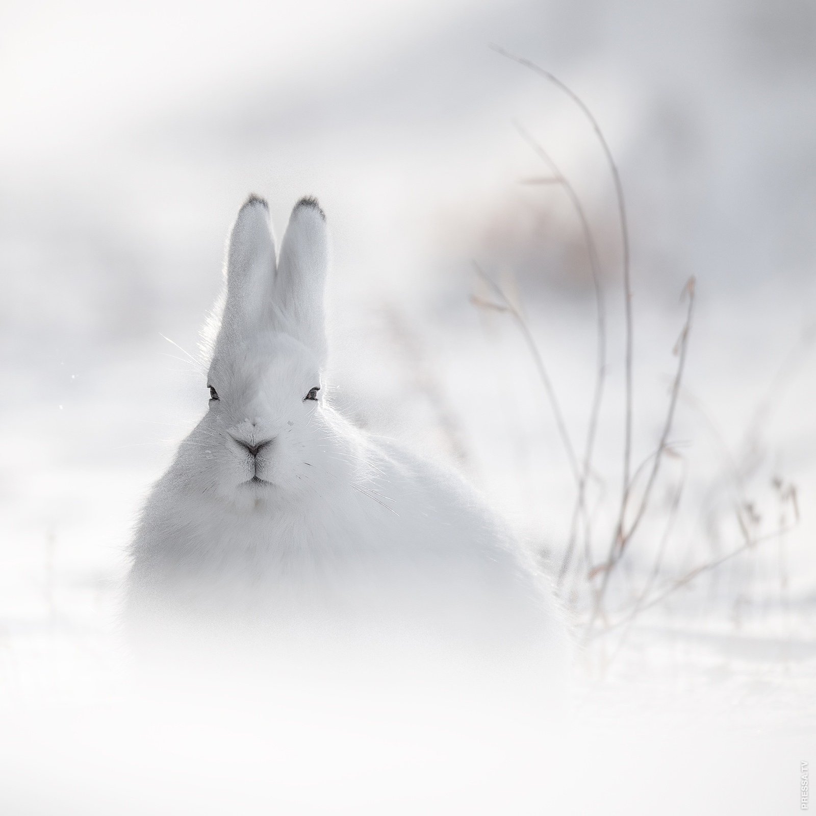Зайка снегом. Заяц Беляк. Заяц на снегу. Заяц зимой. Зимний кролик.