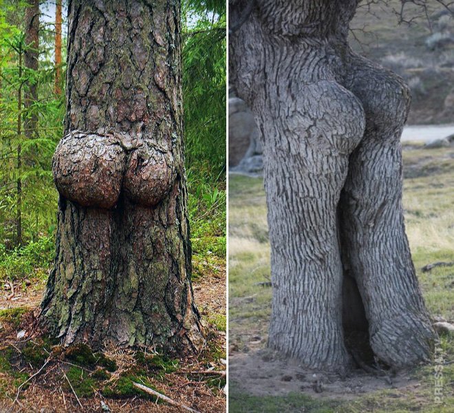 Прикольные деревья, которые выглядят, как человеческие тела