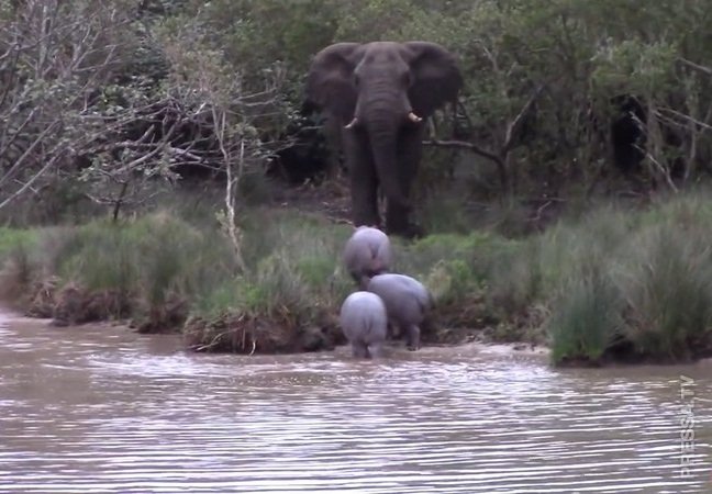 Борьба за территорию: Слон загнал трех бегемотов в реку