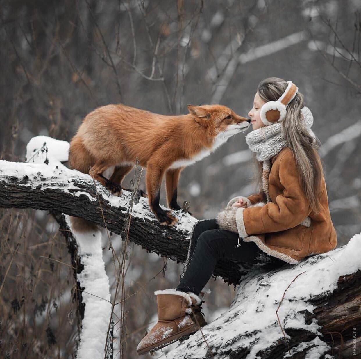 Доверие зима. Зимняя фотосессия с лисой. Лиса зима. Звери в зимнем лесу. Зимняя фотосессия с животными.