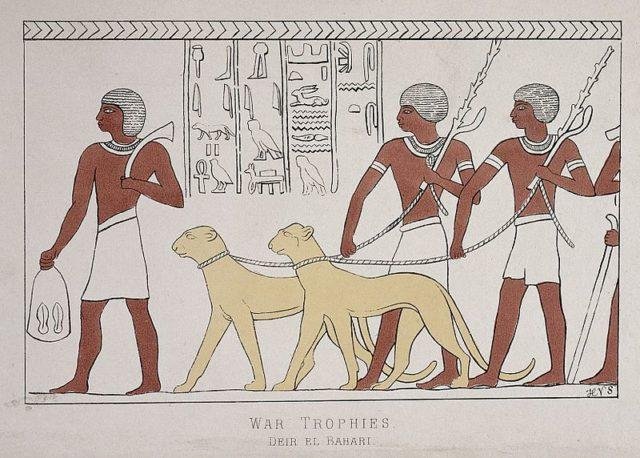 В Древнем Египте гепардов держали, как домашних животных