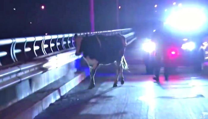 Беременная корова сбежала из грузовика, который вез ее на бойню, и родила замечательного теленка