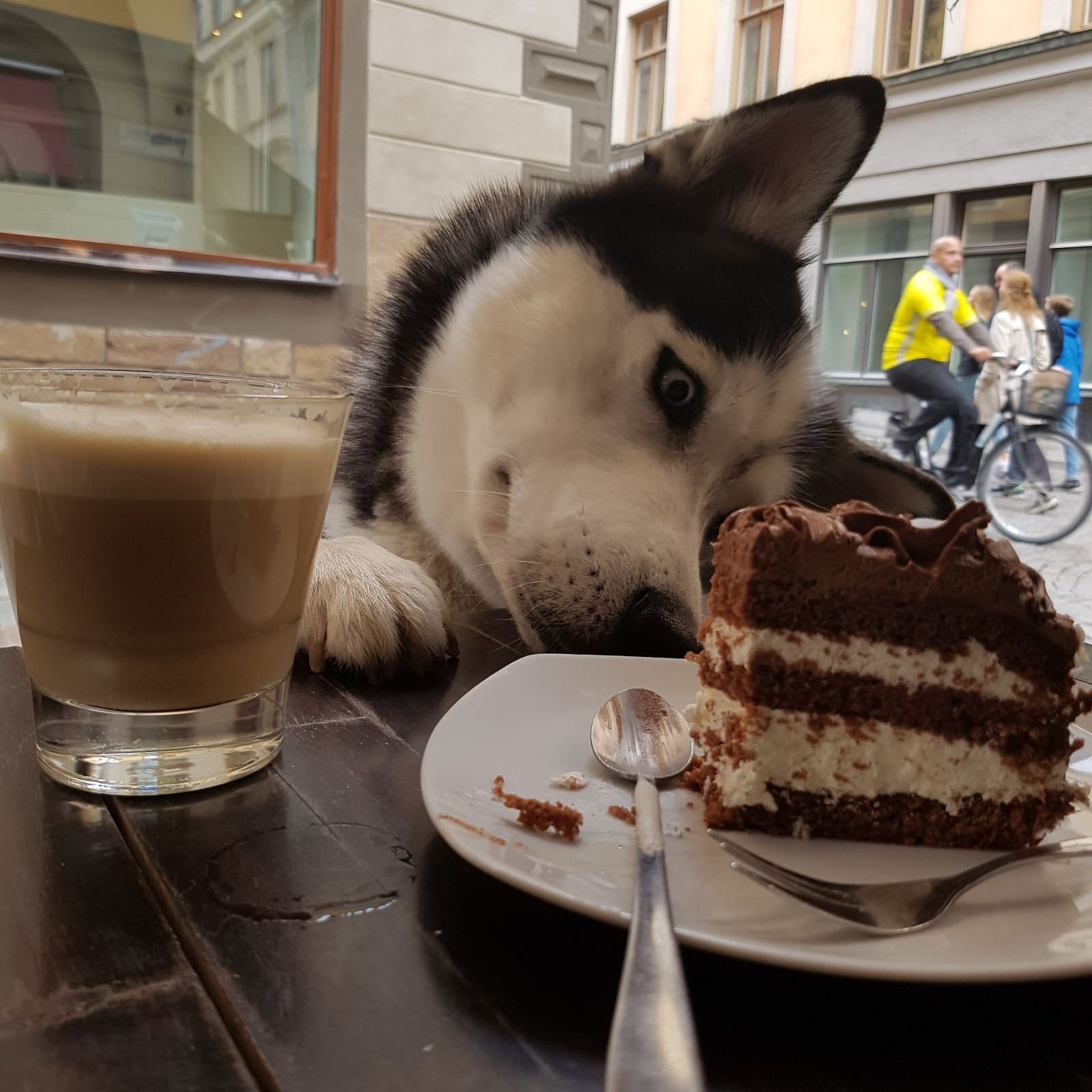 Кафе можно с собаками