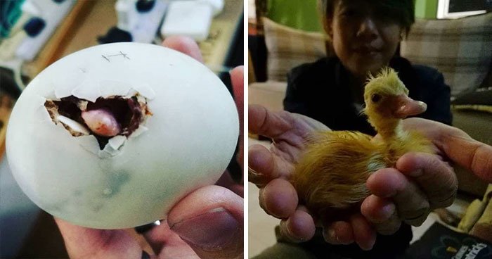 Девушка спасла утенка, купив в ресторане яйцо