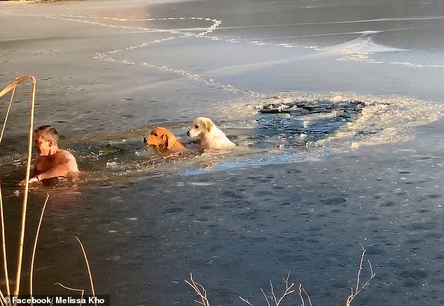 Тимофей Юрьев - житель Нью-Йорка спас двух собак из ледяной воды