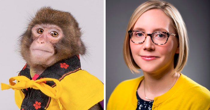 Вирусная фотография обезьяны в позе, привычной всем журналистам