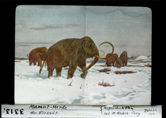 Исследование ДНК: генетический материал неандертальцев и мамонтов