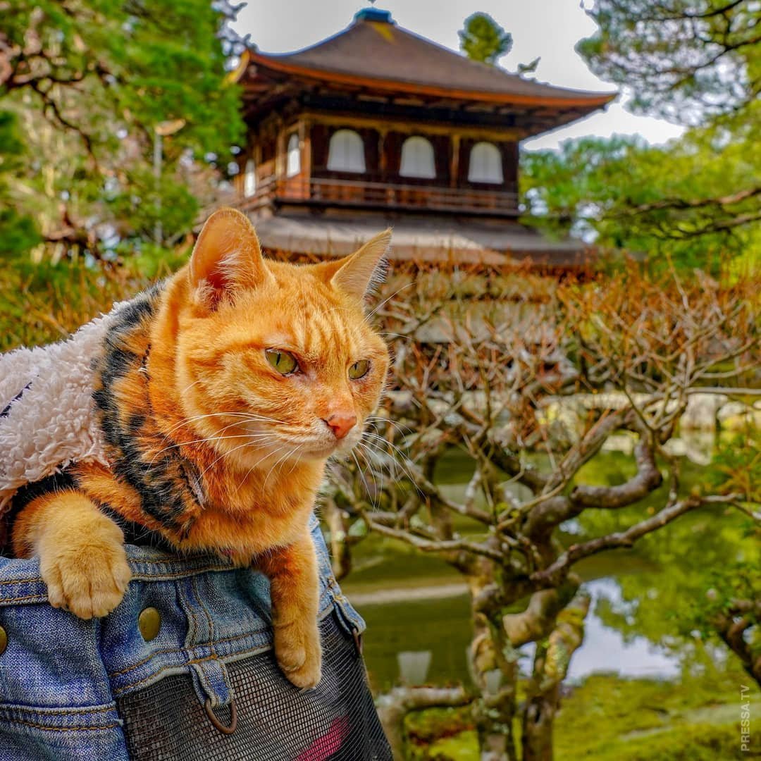 Котики в китае видео. Кот Япония. Котики в Японии. Рыжий кот путешественник. Японские котята.