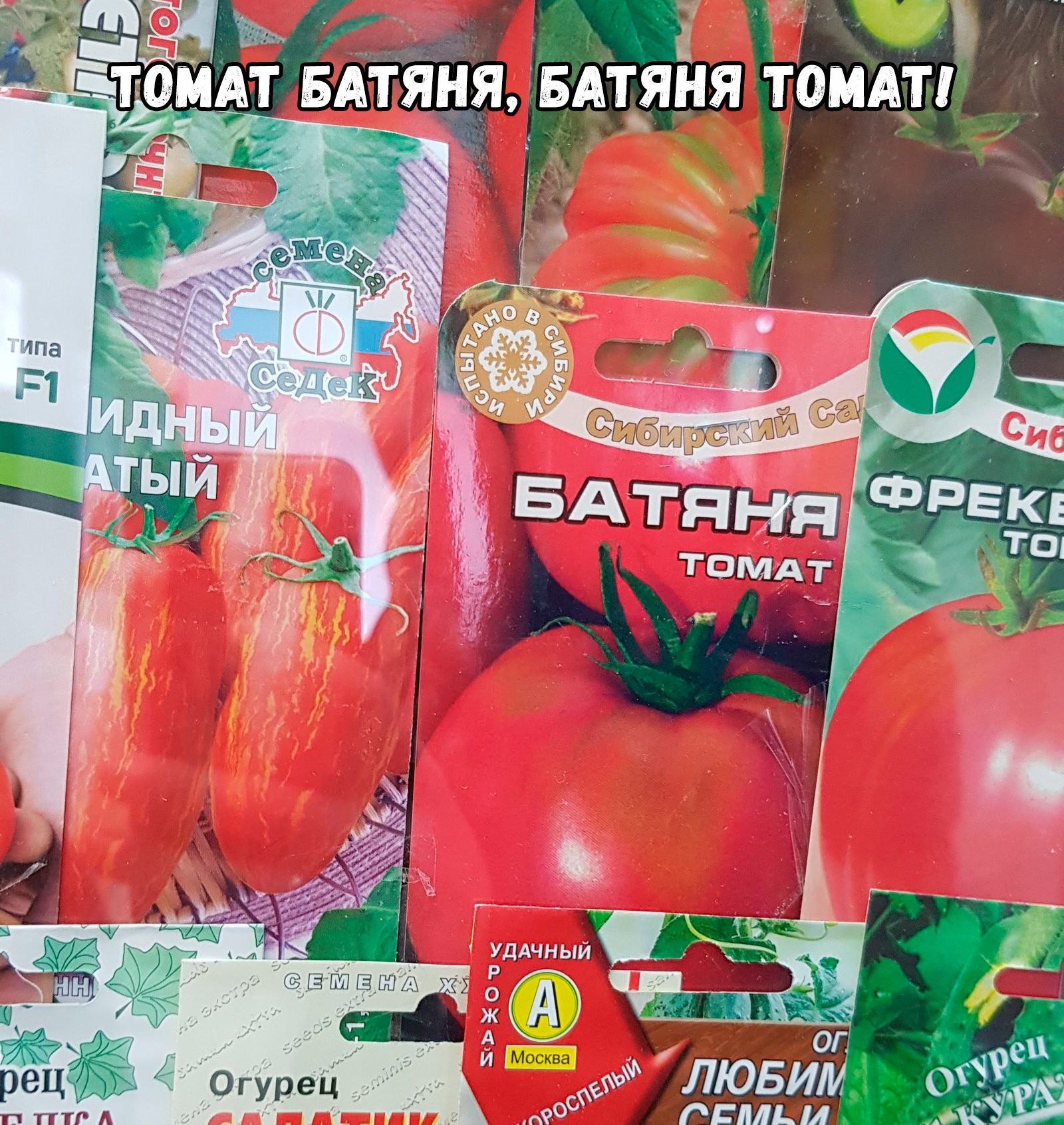 Открытка сорт помидор батяня