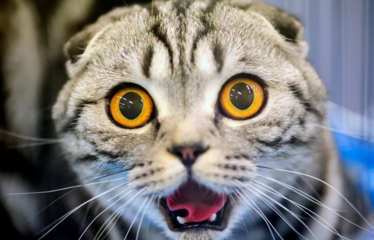 СМЕШНЫЕ КОТЫ И СОБАКИ 2019 ЛУЧШИЕ ПРИКОЛЫ С ЖИВОТНЫМИ 53