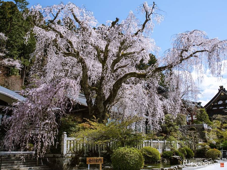 Сакура самая. Самая Старая Сакура в Японии. Священное дерево в Японии. Старые деревья в Японии. Самое старое дерево Сакуры в Японии.