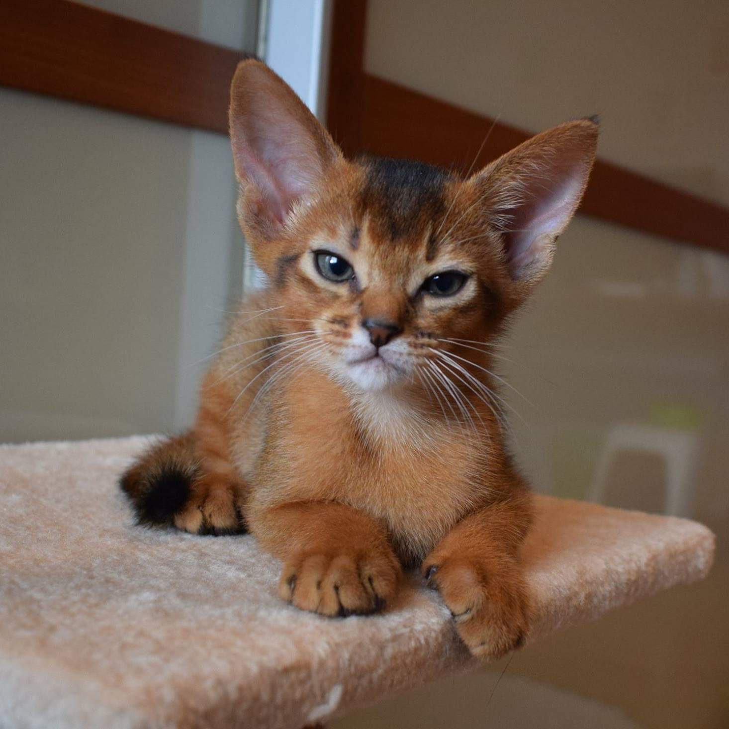 Абиссинская Кошка Котята Фото
