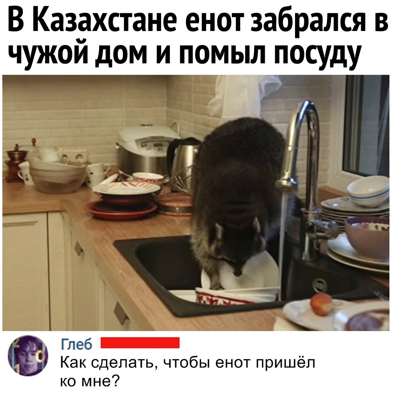 Мыть посуду ночью. Собачка моет посуду. Енот с бодуна. Медведь моет посуду. Помыли посуду покормили кота.