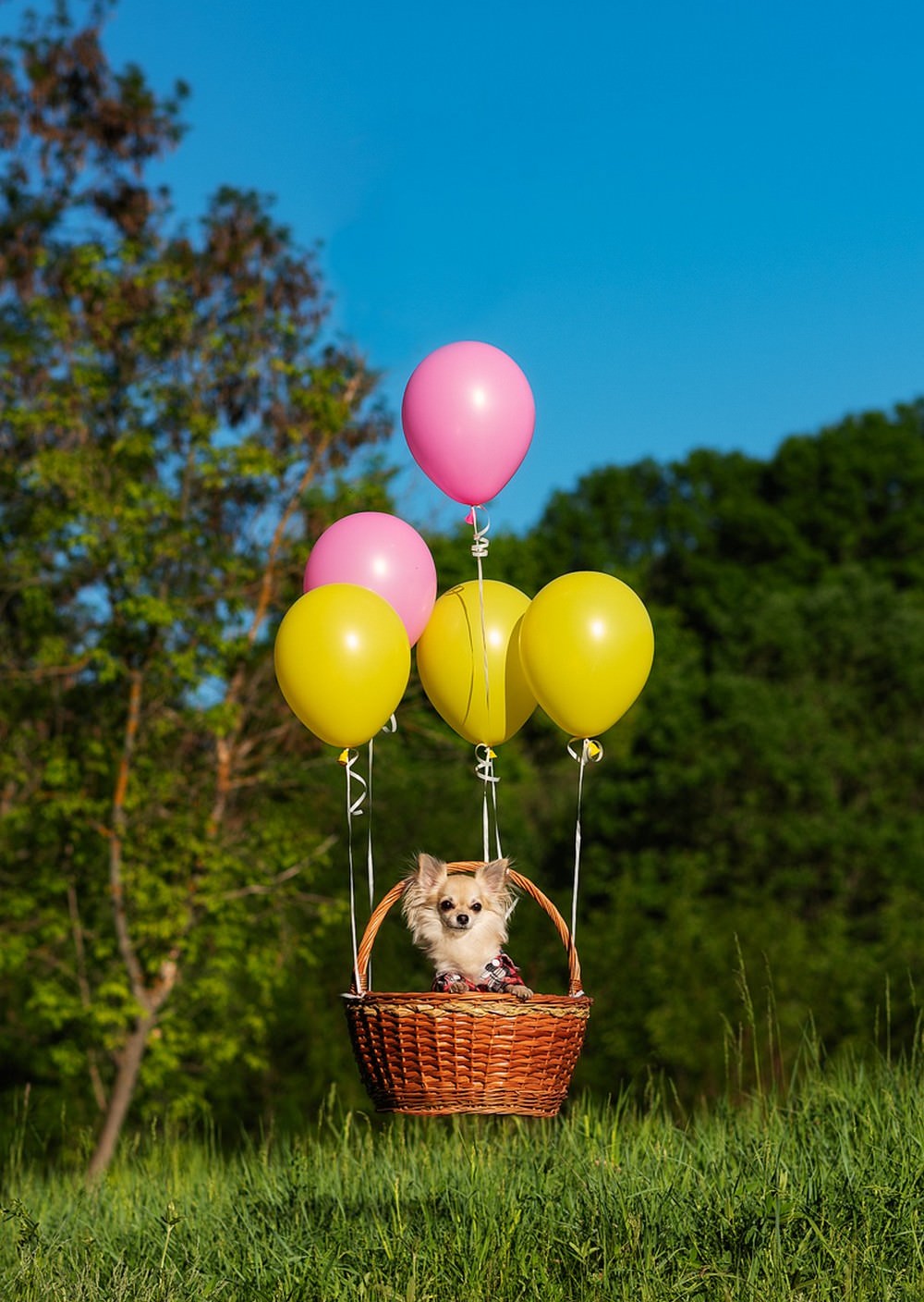Собака на воздушном шаре