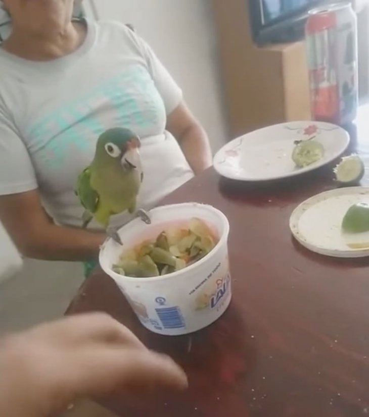 Сообразительный попугай