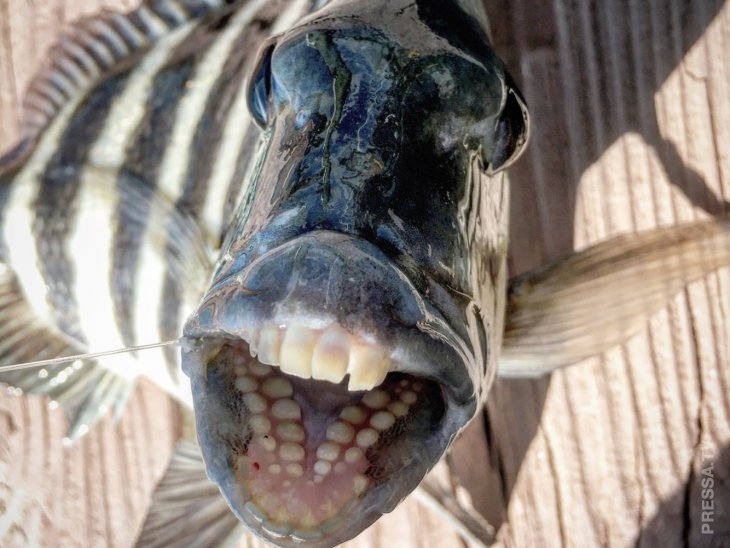 В Джорджии выбросило море рыбу с человечьими зубами
