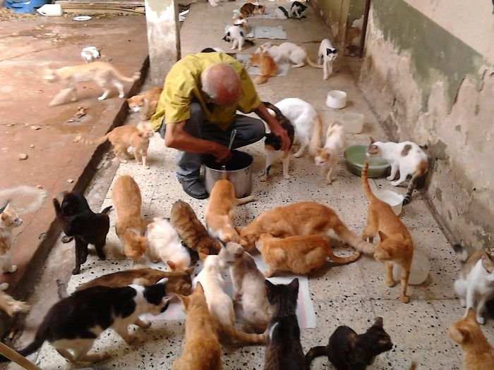 Семья пытается спасти брошенных кошек в Венесуэле