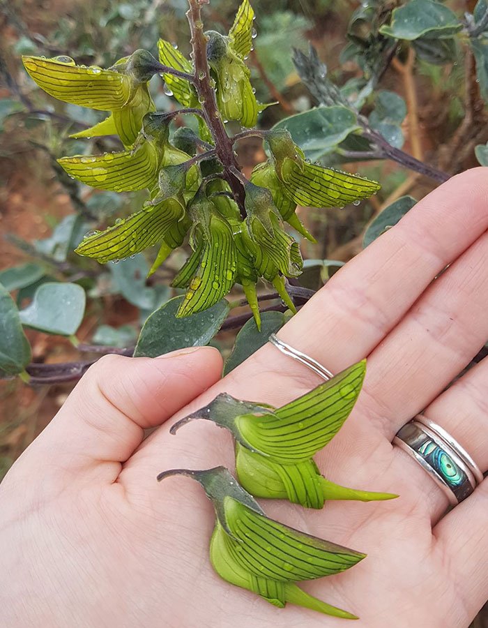 Растение, похожее на колибри